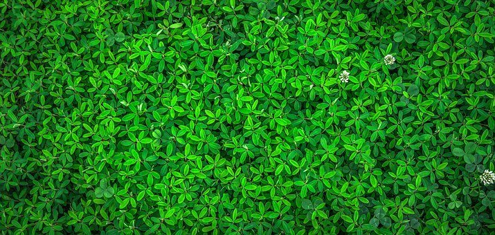 Best Vegetables for Lovebirds Feeding love birds favorite fruit food for love birds at home love birds favorite food baby love birds food vegetable for african lovebirds can lovebirds eat rice african love birds food details can lovebirds eat lettuce.jpg