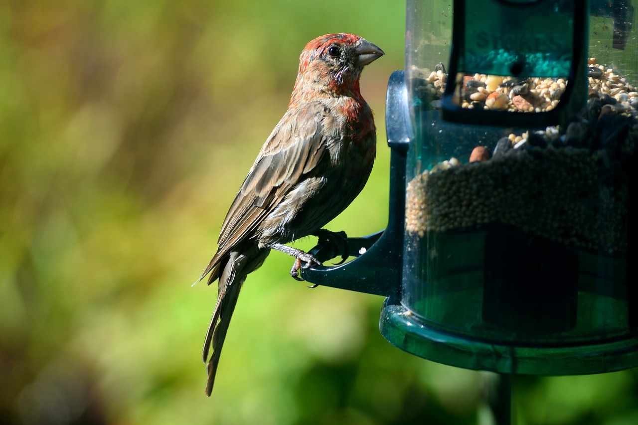 What Can We Give To Love Birds To Eat & What Can't We Give To Love Birds To Eat What Can We Give To Love Birds To Eat & What Can't We Give To Love Birds To Eat.jpg