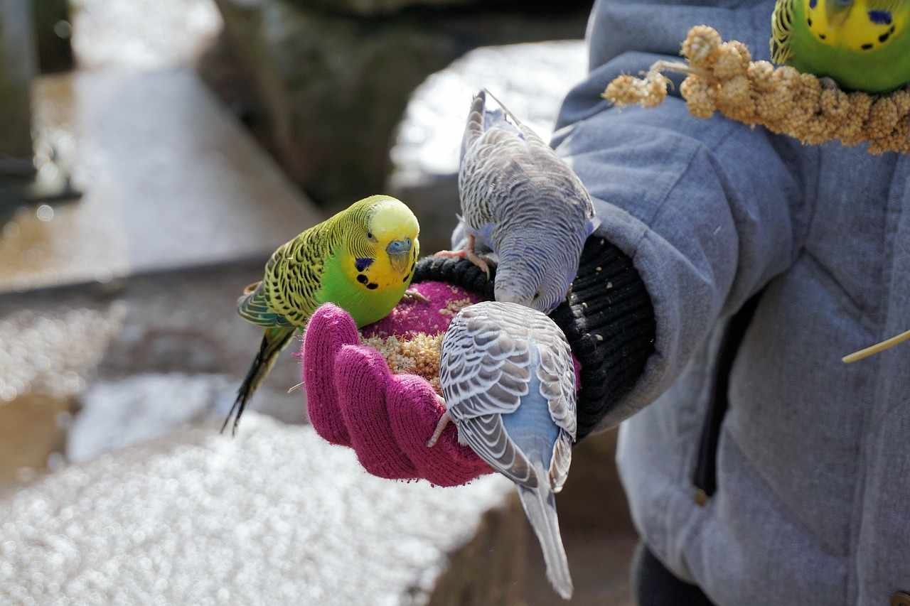 What Can We Give To Love Birds To Eat & What Can't We Give To Love Birds To Eat What Can We Give To Love Birds To Eat & What Can't We Give To Love Birds To Eat.jpg