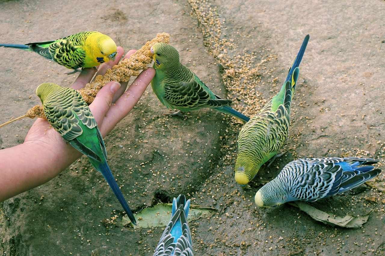 What Can We Give To Love Birds To Eat & What Can't We Give To Love Birds To Eat What Can We Give To Love Birds To Eat & What Can't We Give To Love Birds To Eat.jpg